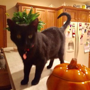 Meet your Posher, Nancy